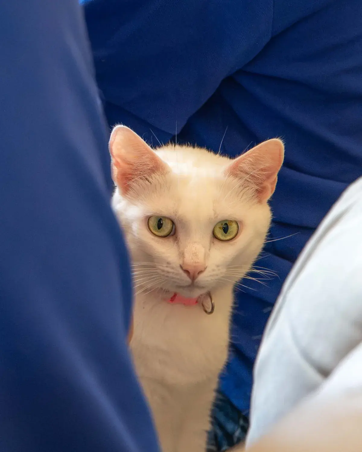 Perle, la chatte de l'agence FDSEO, entre Frédéric et Blandine au bureau